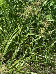 Scirpus sylvaticus