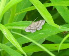 Phalaenostola larentioides