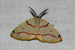 Phoenicocampa rubrifasciata