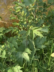 Filipendula ulmaria