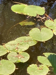 Nuphar lutea