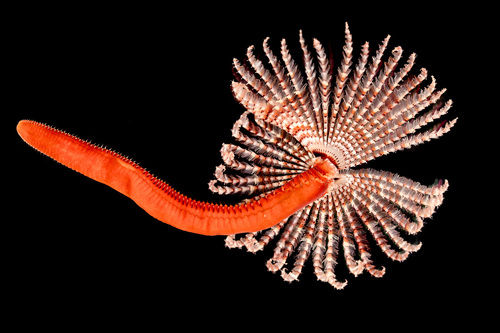 Representative image of Branchiomma