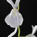 Utricularia sandersonii - Photo (c) R. Tanaka, algunos derechos reservados (CC BY-NC-SA)