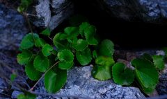 Centella eriantha