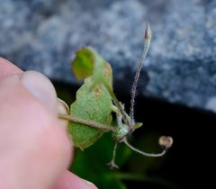 Centella eriantha