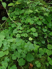 Cardamine clematitis
