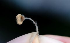 Centella eriantha