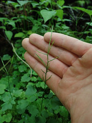 Cardamine clematitis