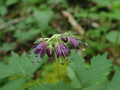 Hydrophyllum virginianum atranthum