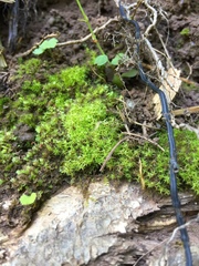 Dicranella schreberiana