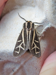 Apantesis franconia