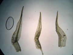 Dicranella schreberiana
