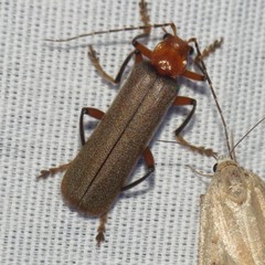 Pacificanthia consors