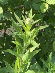 Chamaenerion angustifolium
