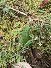 Hyla molleri