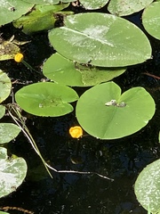Nuphar lutea