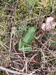 Hyla molleri