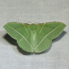 Dichorda illustraria