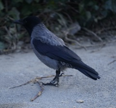 Corvus cornix