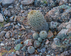 Coryphantha potosiana