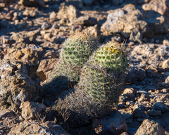 Coryphantha clavata clavata