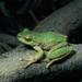 Spotted Tree Frog - Photo (c) Jean-Marc Hero, some rights reserved (CC BY-SA)