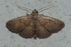 Cerynea punctilinealis