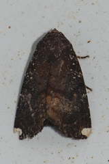 Callyna monoleuca