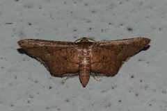 Picrostomastis subrosealis