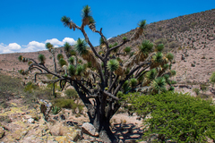 Yucca decipiens