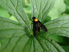 Chrysopilus davisi