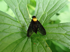 Chrysopilus davisi