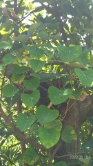 Stephania cephalantha