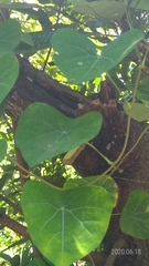 Stephania cephalantha