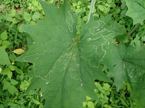 Phyllocnistis insignis photo 6