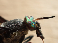 Chrysops carbonarius