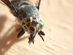 Chrysops carbonarius
