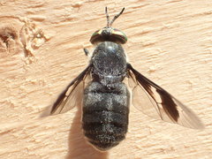 Chrysops carbonarius