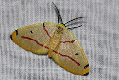 Phoenicocampa rubrifasciata