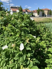 Rosa rugosa
