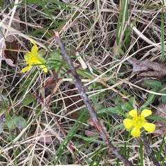 Ranunculus rhomboideus