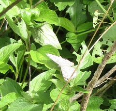 Hamadryas februa