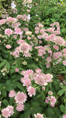 Astrantia major