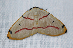 Phoenicocampa rubrifasciata