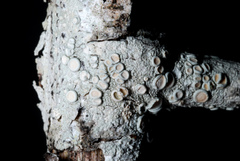 Lecanora subpallens