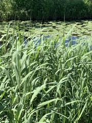 Phragmites australis