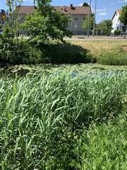 Phragmites australis