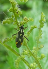Grypocoris stysi