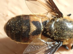 Chrysops excitans