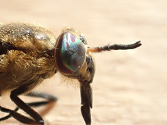Chrysops excitans